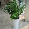 批發(fā)室內(nèi)植物 招財(cái)樹 金錢樹 家居常用盆栽 金錢樹盆栽 盆栽花卉