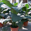 低價(jià)批發(fā) 觀葉植物綠巨人四季常青吸收甲醛 大型綠巨人盆栽