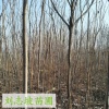 基地直銷火炬樹苗 根系發達 優質火炬樹苗價格 苗源充足