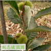 專業種植板栗 高產量板栗 嫁接板栗樹 成活率高 品種齊全