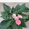 粉掌花卉