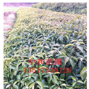 貴州省綠化苗木喬木香樟樹小苗樹形美觀規(guī)格根系發(fā)達(dá)容易成活
