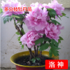 精品牡丹批發包郵庭院室內花卉綠植盆栽牡丹花當年開花