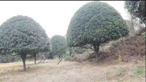 桂花