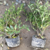 基地直銷 綠化工程梔子花 小葉梔子蕭山