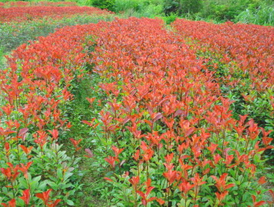 紅葉石楠