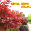 日本紅楓樹苗 美國紅楓苗木 庭院種植 綠化行道觀賞花卉 植物樹木