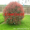 紅葉石楠球，紅葉石楠柱，紅葉石楠樁綠化工程 風景樹 行道樹