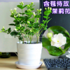 批發(fā)茉莉花苗室內(nèi)觀花植物茉莉花芳香植物四季開花綠植盆栽花卉