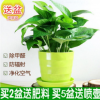 大量批發(fā)綠植盆栽 綠蘿盆栽 綠蘿苗 水培花卉植物 盆栽花卉