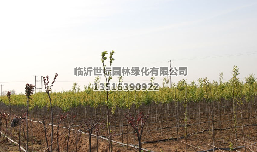 山東加拿大紅櫻5*新報價/加拿大紅櫻5圖片