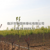 山東加拿大紅櫻5*新報價/加拿大紅櫻5圖片