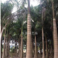 大王椰子（大王棕）棕櫚科大王椰子價格咨詢