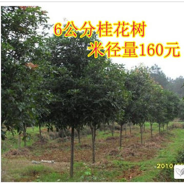 直銷大桂花樹6公分金桂 批發(fā)金桂 丹桂 四季桂