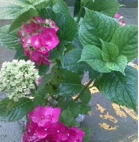 八仙花