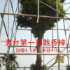 大香樟金桂以及紅楓、無(wú)患子、構(gòu)骨、金錢(qián)松、浙江楠