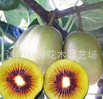 批發紅心獼猴桃樹苗 獼猴桃苗 汁多味甜 包成活