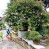 3公分桂花供應(yīng)