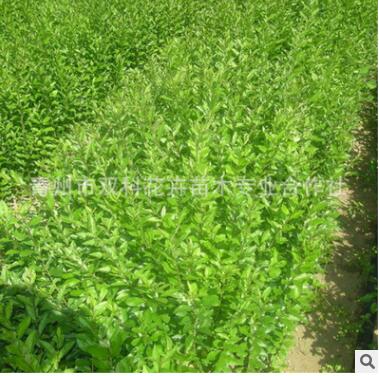 常年供應(yīng)水蠟苗 綠化苗木 水蠟基地直銷批發(fā)