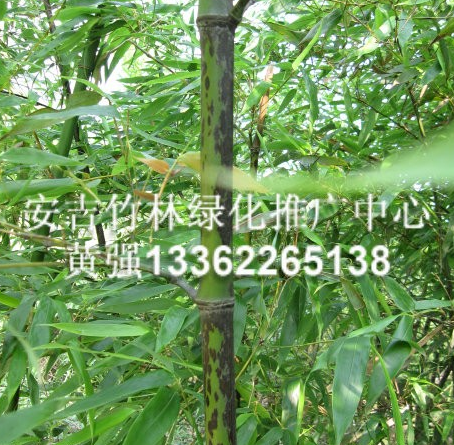 斑竹，斑竹價格，斑竹供應(yīng)，斑竹行情