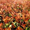 【供應】本場現大量供應紅葉石楠小杯苗