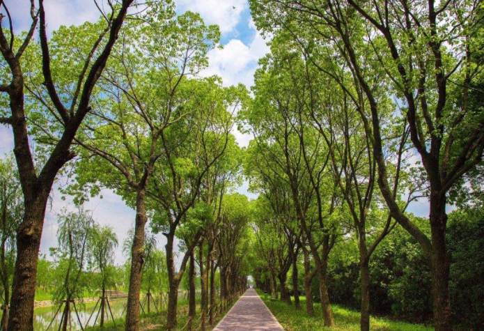【供應】供3—20公分香樟（大量優質）
