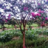 供應(yīng)欒樹、香樟、紫薇、紅楓、雞爪槭、櫻花、垂絲海棠、無患子
