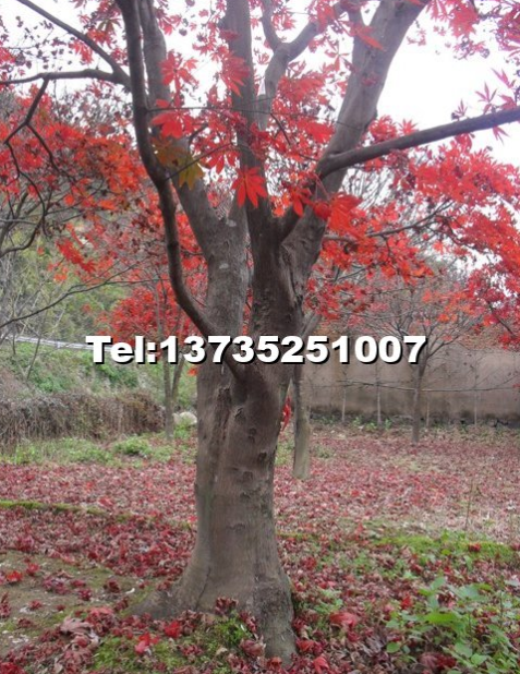 浙江紅楓基地，新昌紅楓基地直銷