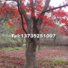 浙江紅楓基地，新昌紅楓基地直銷(xiāo)
