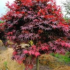 垂絲海棠，紅豆杉，櫻花，藍莓，雞爪槭，青楓，桂花