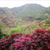 供應(yīng)紅楓，垂絲海棠，紅豆杉，櫻花，藍莓，雞爪槭