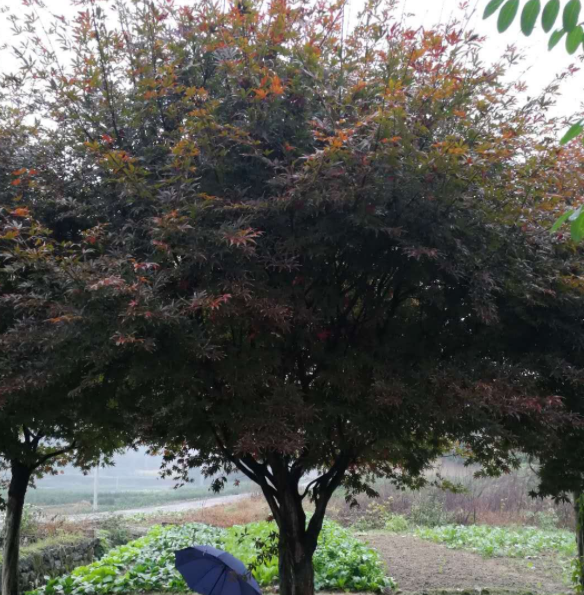 處理高接紅楓13-20公分全部處理