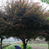 處理高接紅楓13-20公分全部處理