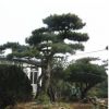 山東基地供應美觀造型松 泰山景松 迎客松樹移栽種植