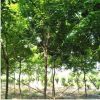 基地直銷觀賞樹五角楓 現挖現賣帶球發貨園林庭院綠化五角楓