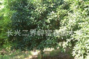 長興二界嶺富森苗木場出售精品獨桿金桂