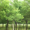 批量供應行道樹浙江長興香樟樹