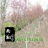 垂絲海棠苗批發(fā) 規(guī)格齊全 垂絲海棠樹苗價格 工程苗 易成活