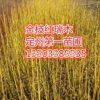 河北保定金枝紅瑞木