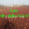 河北保定紅瑞木