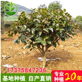 優質茶梅球 大量供應茶梅球 30-40cm茶梅球 茶梅基地直銷