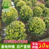 金森女貞樹苗金森女貞球女貞樹綠化樹苗木庭院園林耐寒植物行道樹