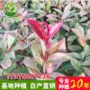 庭院綠化植物紅葉石楠四季常青工程苗紅葉石楠球小苗紅葉石楠樹