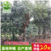 行道綠化苗木楊梅樹 湖南苗木基地直供 楊梅多桿、單桿10~20#