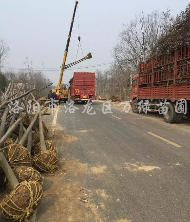 欒樹