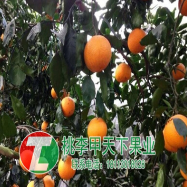 成都春見苗批發(fā) 成都春見苗種植技術 春見苗價格