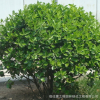 批發(fā)大葉黃楊球 工程綠化苗木四季常青大葉黃楊球小苗 規(guī)格齊全