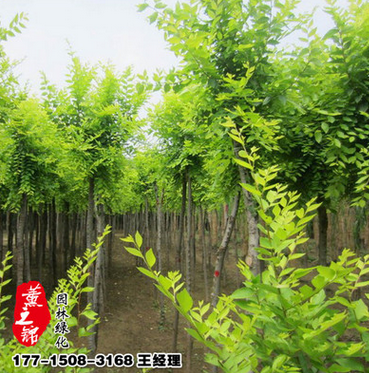基地供應金葉榆樹苗批發工程苗工程綠化苗行道樹規格齊全量大優惠