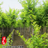 基地供應(yīng)金葉榆樹苗批發(fā)工程苗工程綠化苗行道樹規(guī)格齊全量大優(yōu)惠
