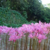 基地出彼岸花種球 紅花石蒜 繡球 品種齊全 量大優惠
